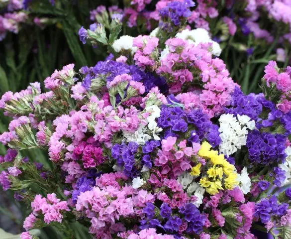 Statica: planting and care in the open field, photo of flowers in a flower bed and in landscape design