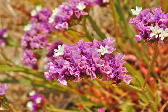 Statica: planting and care in the open field, photo of flowers in a flower bed and in landscape design