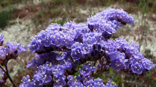 Statica: planting and care in the open field, photo of flowers in a flower bed and in landscape design