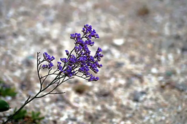 Statica: planting and care in the open field, photo of flowers in a flower bed and in landscape design