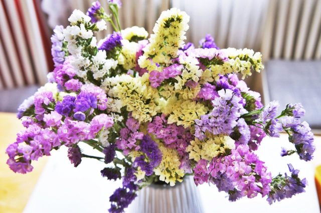 Statica: planting and care in the open field, photo of flowers in a flower bed and in landscape design