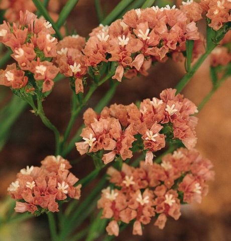 Statica: planting and care in the open field, photo of flowers in a flower bed and in landscape design