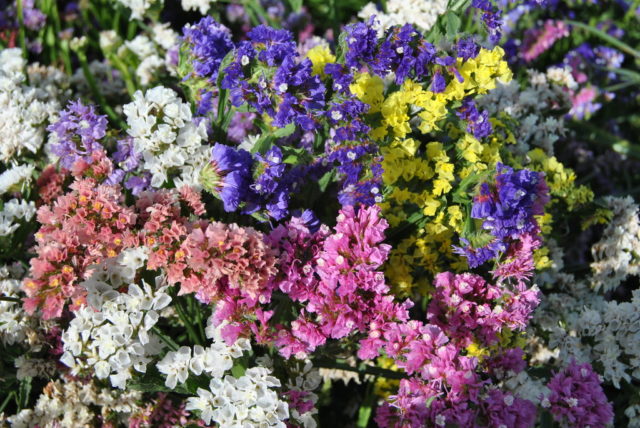 Statica: planting and care in the open field, photo of flowers in a flower bed and in landscape design