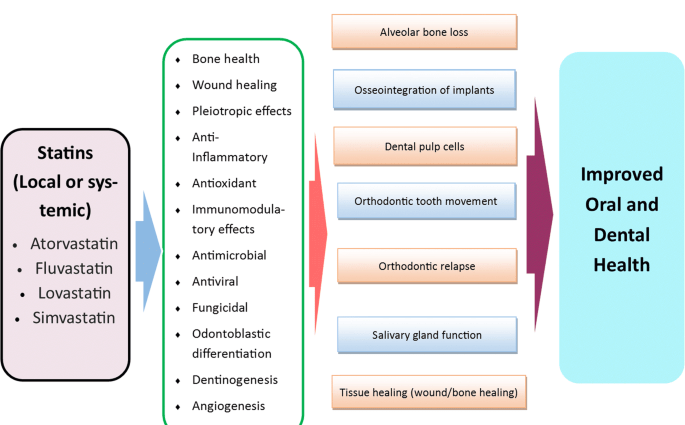 Statins &#8211; action, indications, contraindications, side effects