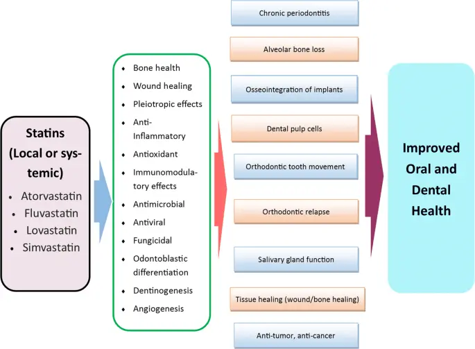 Statins &#8211; action, indications, contraindications, side effects