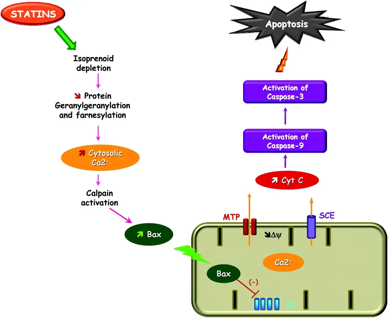 Statins lower the risk of colon cancer