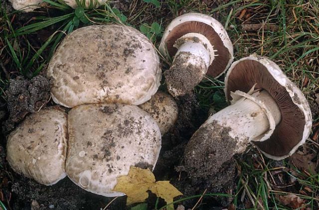 Steam champignon (greenhouse): edibility, description and photo