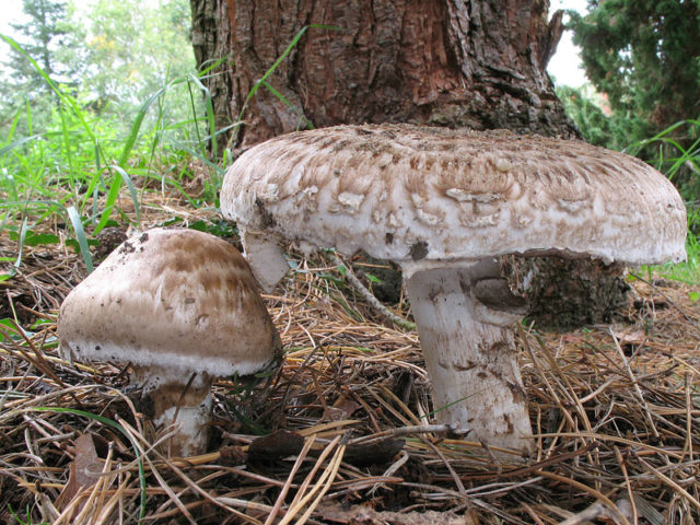 Steam champignon (greenhouse): edibility, description and photo