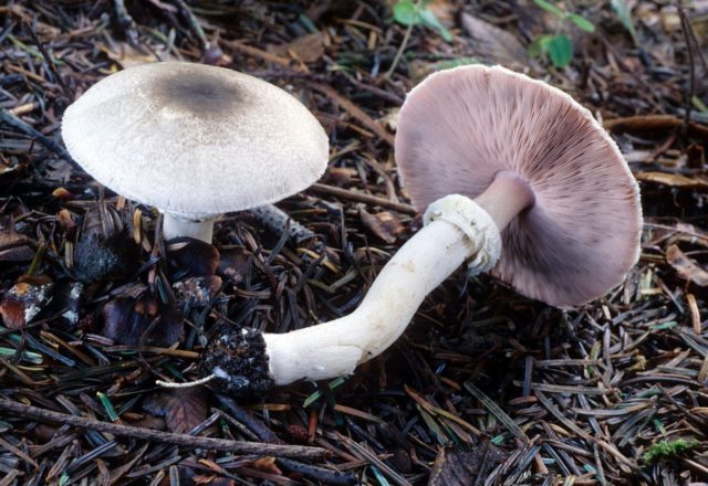 Steam champignon (greenhouse): edibility, description and photo