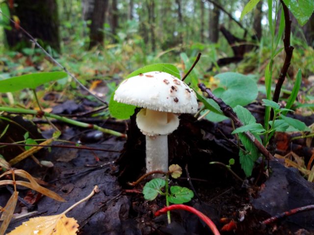 Steam champignon (greenhouse): edibility, description and photo