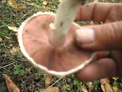 Steam champignon (greenhouse): edibility, description and photo