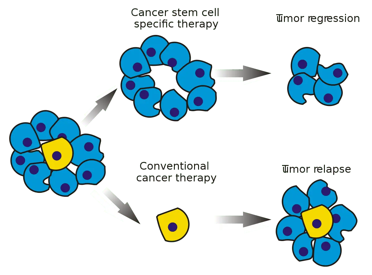 Stem cells can destroy tumors