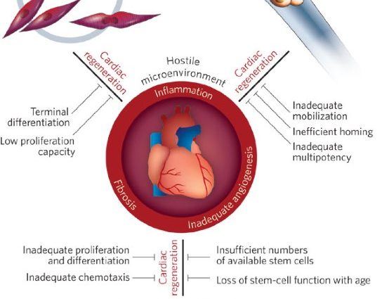 Stem cells to study serious heart disease