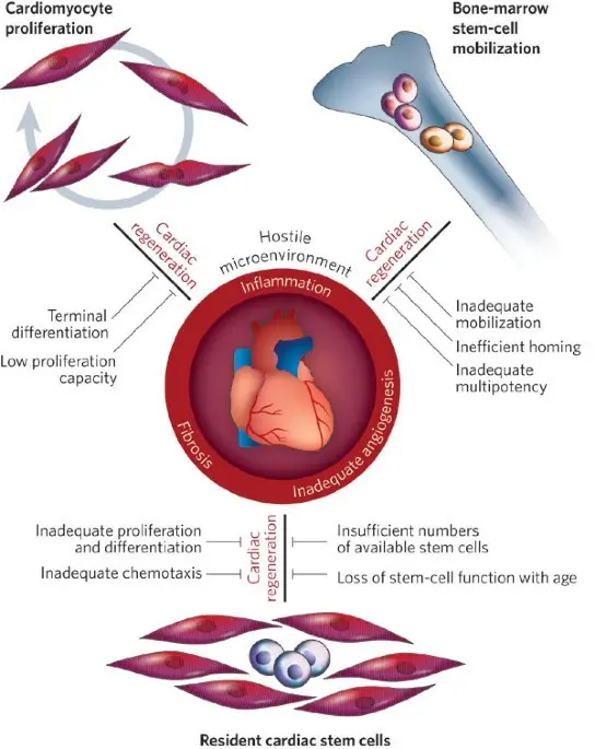 Stem cells to study serious heart disease