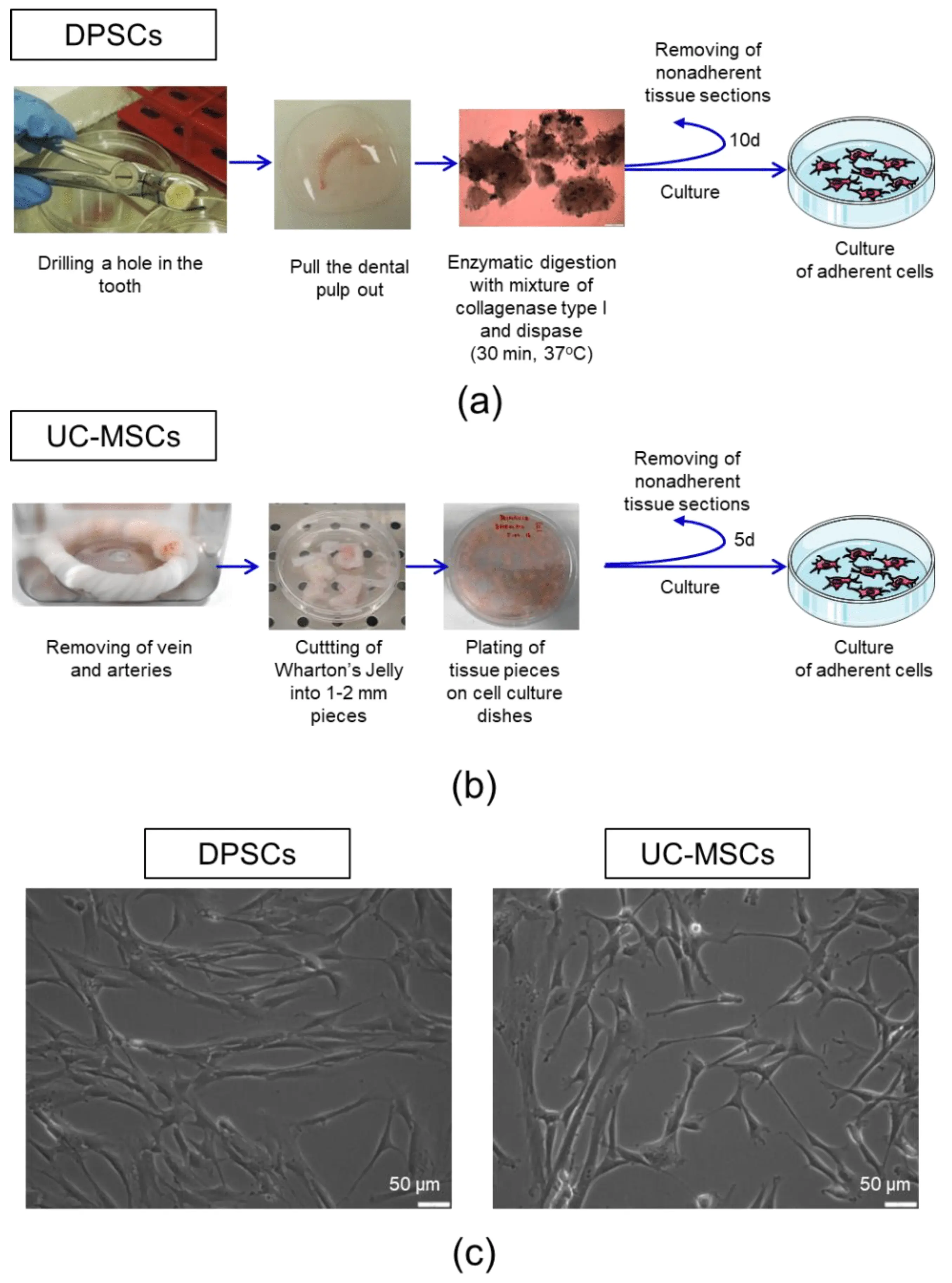 Stem cells will repair joints. A landmark operation in Gdańsk