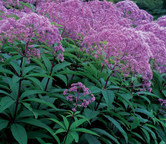 Stem flower: when it blooms, photo, planting in the open field, care and preparation for winter