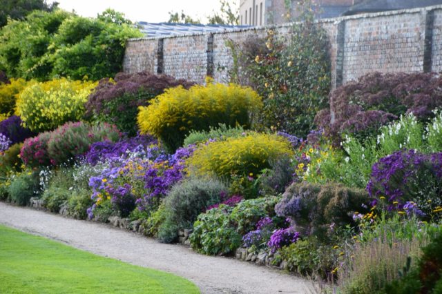 Stem flower: when it blooms, photo, planting in the open field, care and preparation for winter