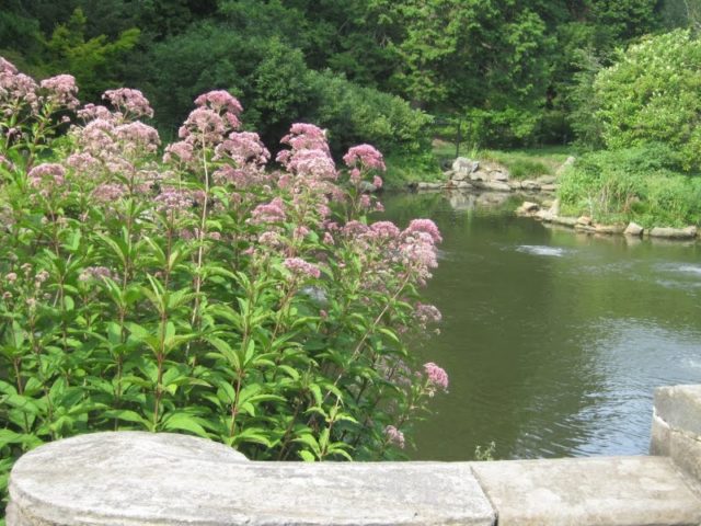 Stem flower: when it blooms, photo, planting in the open field, care and preparation for winter