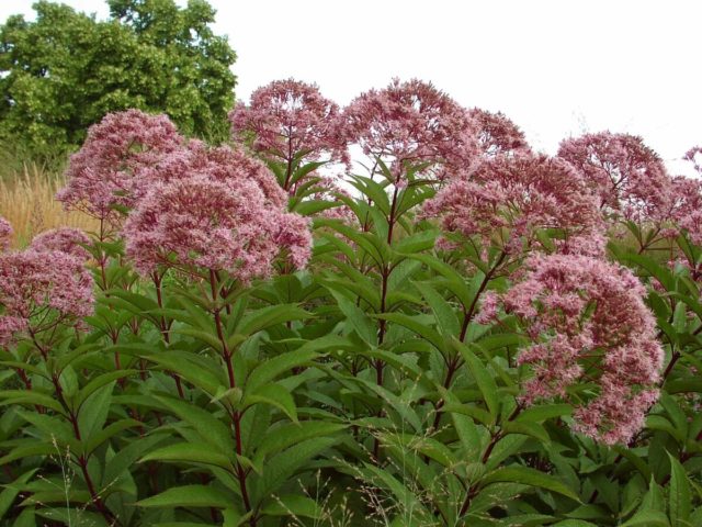 Stem purple: photo in landscape design, planting and care