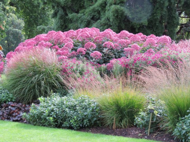 Stem purple: photo in landscape design, planting and care