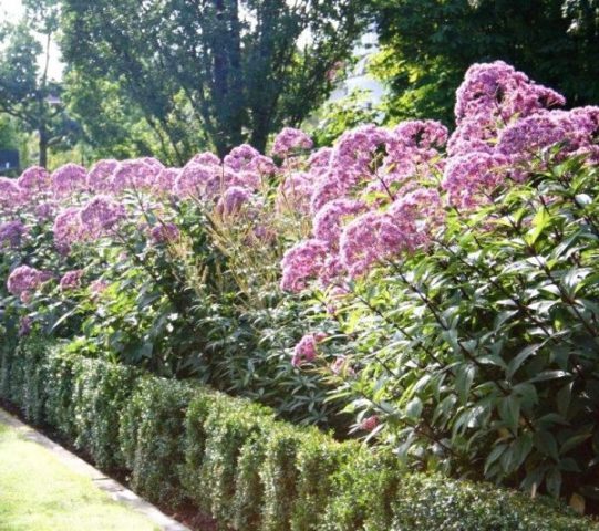 Stem purple: photo in landscape design, planting and care