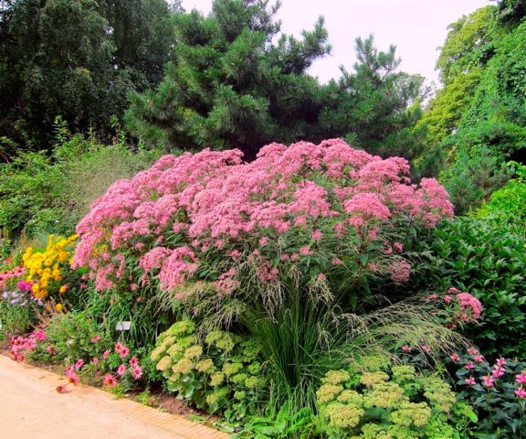 Stem purple: photo in landscape design, planting and care