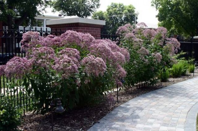 Stem purple: photo in landscape design, planting and care