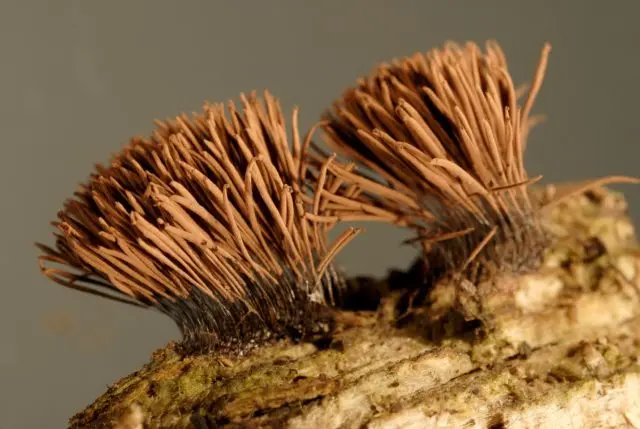 Stemonitis axial: description and photo