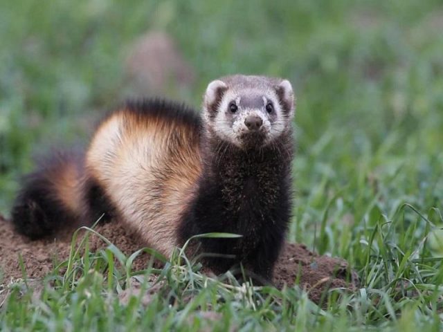 Steppe ferret: photo + description