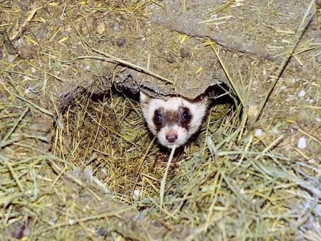 Steppe ferret: photo + description