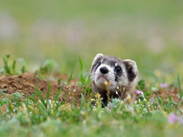 Steppe ferret: photo + description