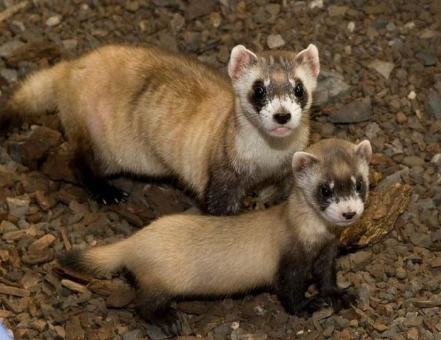 Steppe ferret: photo + description