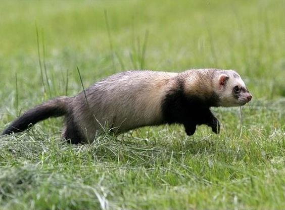 Steppe ferret: photo + description