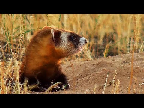 Steppe ferret: photo + description