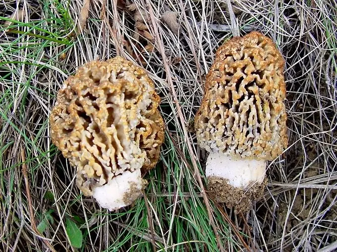 Steppe morel (Morchella steppicola) photo and description