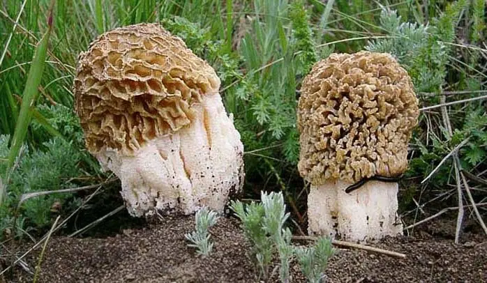 Steppe morel (Morchella steppicola) photo and description