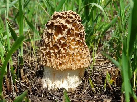 Steppe morel (Morchella steppicola) photo and description