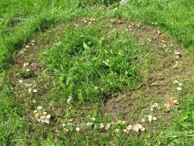 Steppe morel mushroom: photo and description