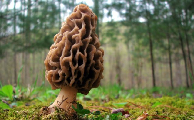 Steppe morel mushroom: photo and description