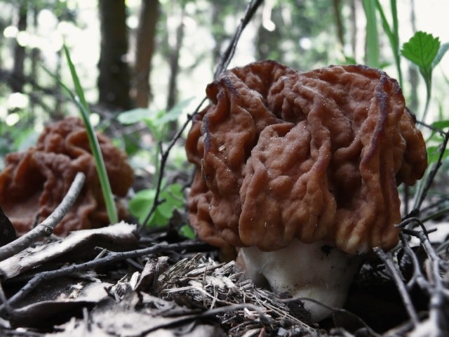 Steppe morel mushroom: photo and description