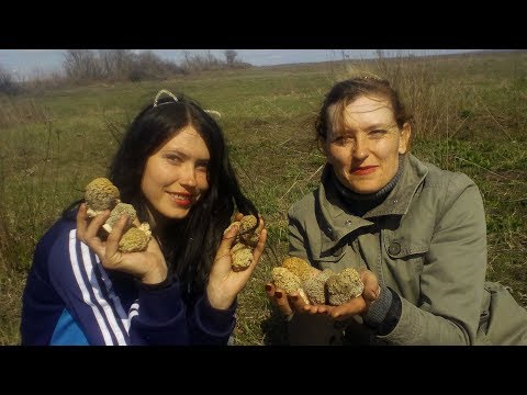 Steppe morel mushroom: photo and description