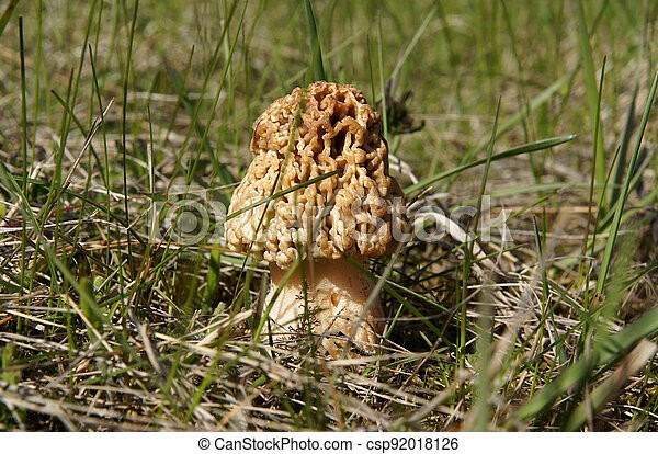 Steppe morel mushroom: photo and description