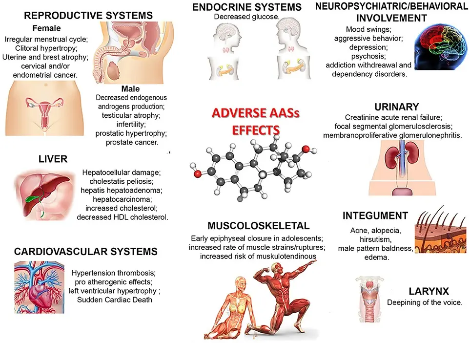 Steroids &#8211; action, use, side effects. The use of anabolic steroids