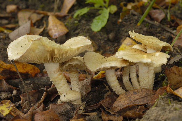 Sticky flake (clay yellow, late moth): photo and description, cooking recipes