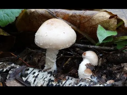 Sticky flake (Pholiota lenta) photo and description