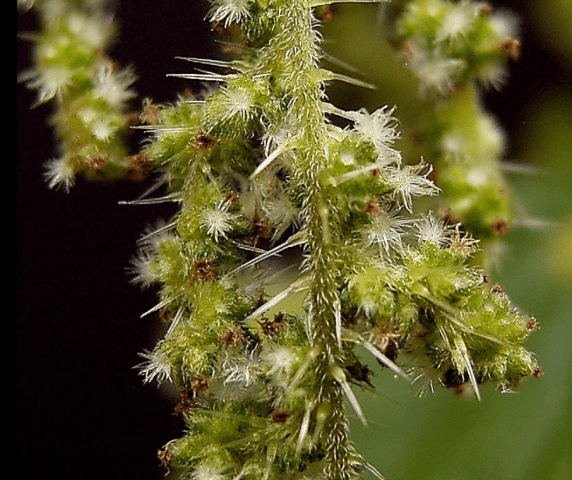 Stinging nettle: photo and description, characteristics