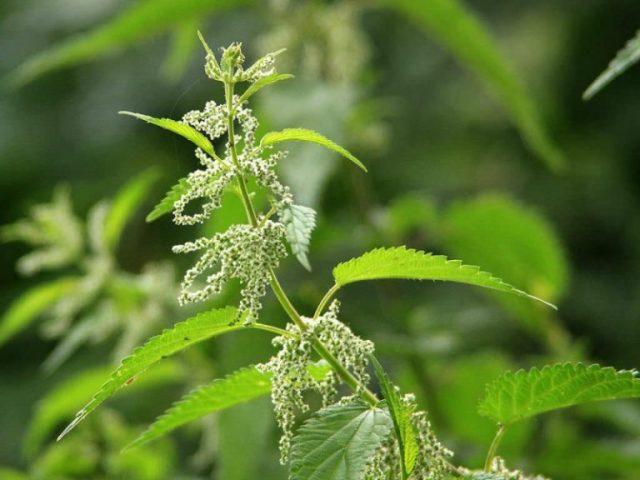 Stinging nettle: photo and description, characteristics