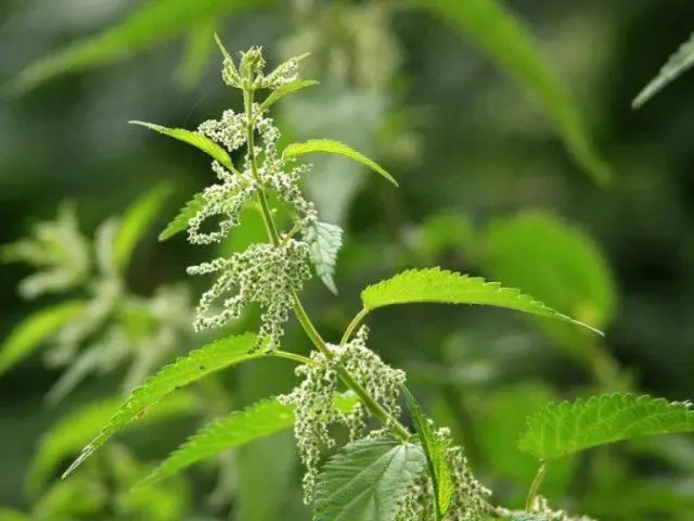 Stinging nettle: photo and description, characteristics