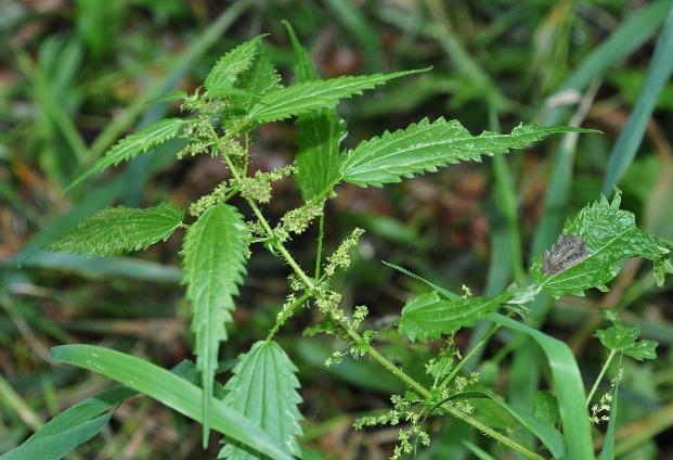 Stinging nettle: photo and description, characteristics