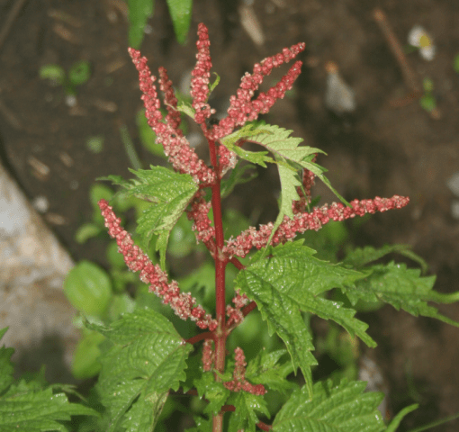 Stinging nettle: photo and description, characteristics